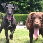 Percy and Marshall - @percyandmarshall - Instagram