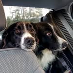 Percy and Posy Mason - @percy.and.posy - Instagram