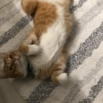 Percy Pants McGee - @percy_pants_mcgee - Instagram