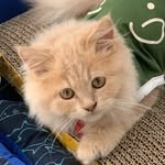 percy meredith - @whenpercypurrs - Instagram