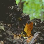 Percy Mills - @_percy.mills_ - Instagram