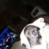 percymorgan975 - @percymorgan975 - TikTok