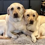 Liz Moss - @percymaxmoss - Instagram