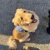 Percy Nelson - @thegoldenpercy - TikTok