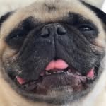 Percy Paz - @pugpercy - Instagram