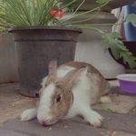 @cookie_percy_perera - Instagram