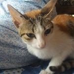 Percy Perera - @percy.perera.106 - Instagram