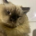Sandy Perera - @sandy_percy_perera - Instagram