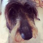 percy piddle-perkins - @percypiddleperkins - Instagram
