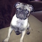 Percy Phillips - @percyphillipsthepug - Instagram