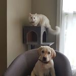 @percy.and.pickett - Instagram