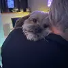 Percy Pocket - @percy.pocket - TikTok