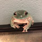 Puff, Percy, & Pickett 🐸 - @gahs_frogs - Instagram