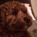Percy Pollock - @percynotadog2012 - Instagram
