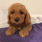 Percy Ross - @percy_cockapoo - Instagram