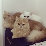 ROSS, PERCY & TROY - @ross_percy_troy - Instagram