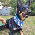 Percy 🐕 - @percythekelpiexgermanshepard - Instagram