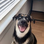 Percy - @percythehuskyshepard - Instagram