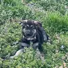 percythegermanshepard - @percythegermanshepard - TikTok
