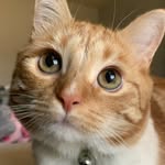 Percy Harper - @percyspersimmons - Instagram