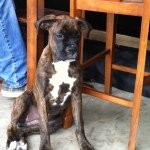 Percy Thompson - @dog_lover_percy - Instagram