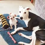 percy and winston - @percy_and_winston - Instagram