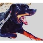 ^P^e^r^c^y^ ^W^i^n^s^t^o^n^ - @percyrottweiler - Instagram
