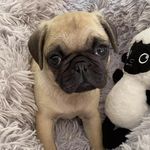 Percy Winston - @percypug21 - Instagram