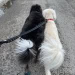 Winston 🐾 - @winston.and.percy - Instagram