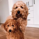 Winston + Percy - @winston.n.percy - Instagram