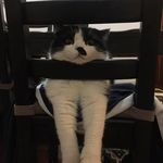 Percy Wong - @percychunky - Instagram