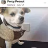 Prince Percy Peanut - @percywright2020 - TikTok