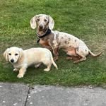Peri & Leo - @dapperdachshundduo - Instagram