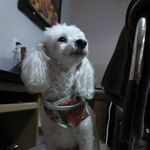 perla rubi borunda vasquez - @peru1411 - Instagram