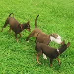 Perla, Brownie & Molly - @perla_brownie_molly - Instagram