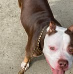Pernell Harris - Facebook
