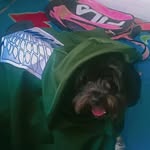 perro ackerman - @perro.ackerman - Instagram