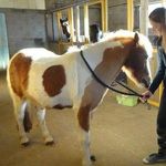 Kaylee Perry and Emily Baldwin - @bff_horse_project - Instagram
