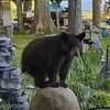 Linda Perry Baldwin - @linda.perry.baldw - TikTok