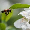 Pearbee - @pearbee2072 - TikTok