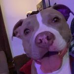 Perry Booth - @frostydoggo62519 - Instagram