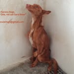 Perrera Dogs La Vall d‘Albaida - @valenciaperreradogs - Instagram