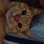 Perry Fraser Batcheler - @wheres_my_perry - Instagram
