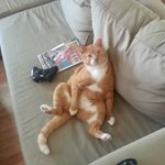 Perry Hart - @theapatheticzealot - Instagram
