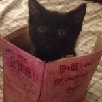 Munnz Perry-Hendrix Hardwick - @munnytheboxcat - Instagram