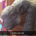 Perry the Lamb - @perrythelamb - Instagram