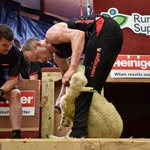Tom Perry - Irish Lamb Shearing Record Attempt - @irish.shearing.record - Instagram
