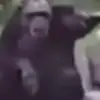 Ptok - @perrylehman897 - TikTok