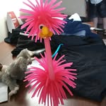 Perry Main Linal - @perry_the_flimingo - Instagram