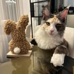 Perry - @perry_maincoon - Instagram
